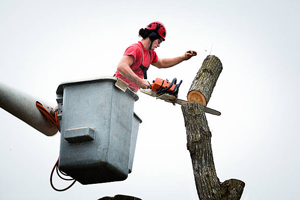 Leaf Removal in Mountainair, NM